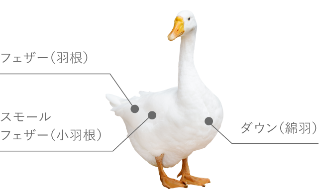 グースダウン
