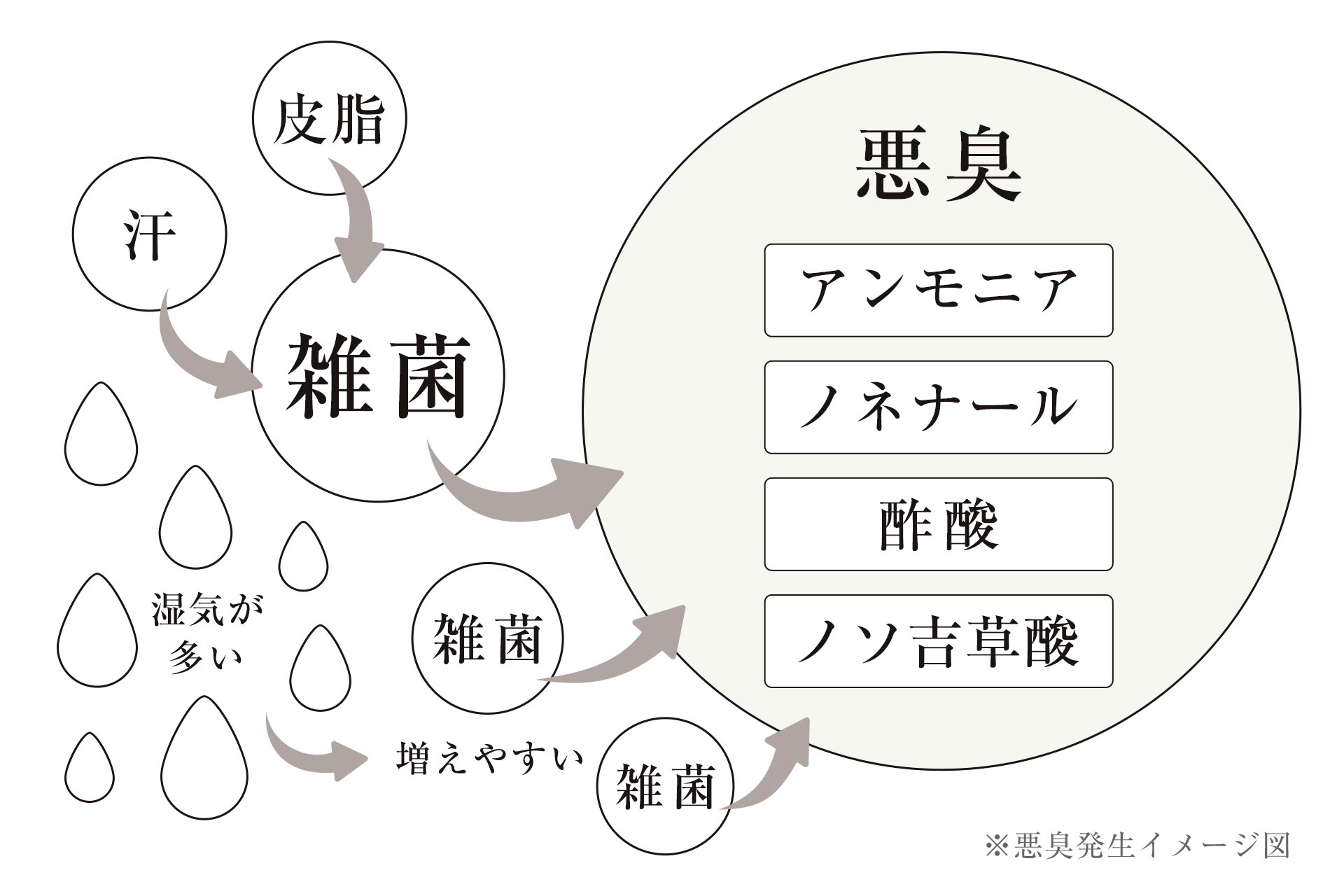 雑菌が汗などを摂取して悪臭へ